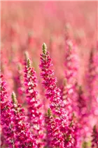 Calluna vulgaris 'Dark Beauty'(s) - Besenheide 'Dark Beauty'(s) Calluna vulgaris 'Dark Beauty'(s) - Besenheide 'Dark Beauty'(s)