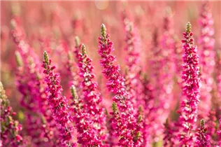 Calluna vulgaris 'Dark Beauty'(s) - Besenheide 'Dark Beauty'(s) Calluna vulgaris 'Dark Beauty'(s) - Besenheide 'Dark Beauty'(s)