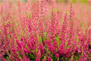 Calluna vulgaris 'Dark Beauty'(s) - Besenheide 'Dark Beauty'(s) Calluna vulgaris 'Dark Beauty'(s) - Besenheide 'Dark Beauty'(s)