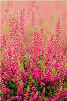 Calluna vulgaris 'Dark Beauty'(s) - Besenheide 'Dark Beauty'(s) Calluna vulgaris 'Dark Beauty'(s) - Besenheide 'Dark Beauty'(s)