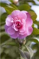 Camellia x williamsii 'Debbie' - Kamelie 'Debbie'