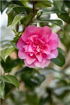 Camellia x williamsii 'Debbie' - Kamelie 'Debbie'
