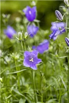 Campanula sarmatica 'Deep Purple' - Sarmatische Glockenblume 'Deep Purple'