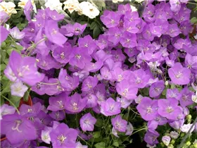 Campanula persicifolia - Pfirsichblättrige Glockenblume Campanula persicifolia - Pfirsichblättrige Glockenblume