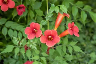 Campsis radicans 'Flamenco' - Trompetenblume 'Flamenco' Campsis radicans 'Flamenco' - Trompetenblume 'Flamenco'