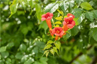 Campsis radicans 'Flamenco' - Trompetenblume 'Flamenco' Campsis radicans 'Flamenco' - Trompetenblume 'Flamenco'