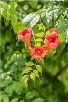 Campsis radicans 'Flamenco' - Trompetenblume 'Flamenco' Campsis radicans 'Flamenco' - Trompetenblume 'Flamenco'