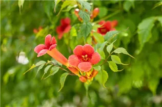 Campsis radicans 'Flamenco' - Trompetenblume 'Flamenco' Campsis radicans 'Flamenco' - Trompetenblume 'Flamenco'