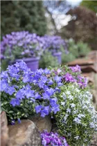 Campanula carpatica - Karpaten-Glockenblume Campanula carpatica - Karpaten-Glockenblume