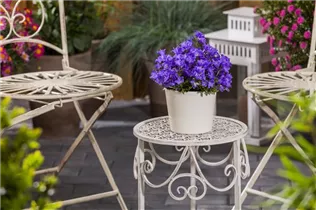 Campanula carpatica - Karpaten-Glockenblume Campanula carpatica - Karpaten-Glockenblume