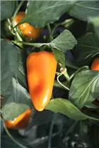 Capsicum annuum 'Salsa Orange' - Paprika