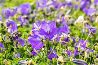 Campanula carpatica 'Blaue Clips' - Niedrige Garten-Glockenblume 'Blaue Clips'
