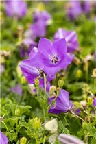 Campanula carpatica 'Blaue Clips' - Niedrige Garten-Glockenblume 'Blaue Clips'