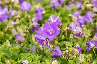 Campanula carpatica 'Blaue Clips' - Niedrige Garten-Glockenblume 'Blaue Clips'