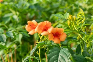 Campsis radicans 'Indian Summer'® - Tromepetenblume 'Indian Summer'® Campsis radicans 'Indian Summer'® - Tromepetenblume 'Indian Summer'®