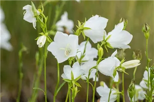 Campanula persicifolia 'Grandiflora Alba' - Pfirsichblättrige Glockenblume 'Grandiflora Alba'