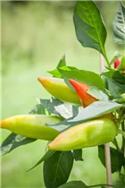 Capsicum annuum 'Snack-Paprika' - Snack-Paprika Capsicum annuum 'Snack-Paprika' - Snack-Paprika
