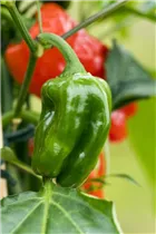 Capsicum annuum 'Snack-Paprika' - Snack-Paprika Capsicum annuum 'Snack-Paprika' - Snack-Paprika