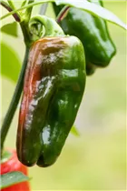 Capsicum annuum 'Snack-Paprika' - Snack-Paprika Capsicum annuum 'Snack-Paprika' - Snack-Paprika