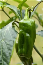 Capsicum annuum 'Snack-Paprika' - Snack-Paprika Capsicum annuum 'Snack-Paprika' - Snack-Paprika