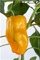 Capsicum annuum 'Mohawk F1' - Balkonpaprika Capsicum annuum 'Mohawk F1' - Balkonpaprika