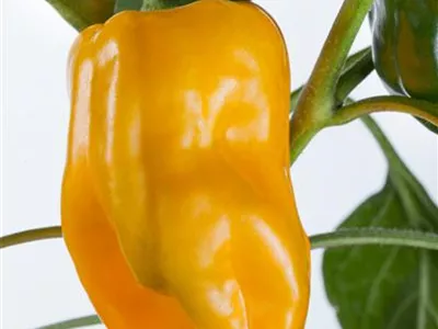 Balkonpaprika