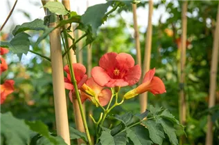 Campsis radicans 'Stromboli'® - Trompetenblume 'Stromboli'® Campsis radicans 'Stromboli'® - Trompetenblume 'Stromboli'®