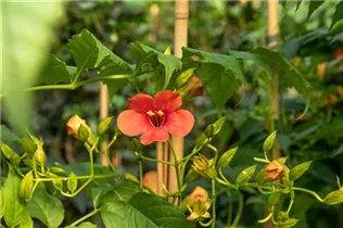Campsis radicans 'Stromboli'® - Trompetenblume 'Stromboli'® Campsis radicans 'Stromboli'® - Trompetenblume 'Stromboli'®