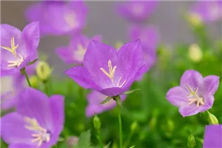 Campanula carpatica 'Pearl' - Kaparten-Glockenblume 'Pearl'