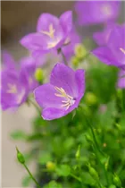 Campanula carpatica 'Pearl' - Kaparten-Glockenblume 'Pearl'