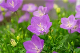 Campanula carpatica 'Pearl' - Kaparten-Glockenblume 'Pearl'