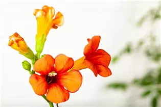 Campsis x tagliabuana 'Madame Galen' - Große Kletter-Trompetenblume 'Mme Galen' Campsis x tagliabuana 'Madame Galen' - Große Kletter-Trompetenblume 'Mme Galen'