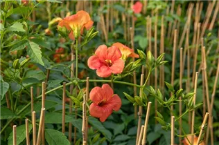 Campsis x tagliabuana 'Madame Galen' - Große Kletter-Trompetenblume 'Mme Galen' Campsis x tagliabuana 'Madame Galen' - Große Kletter-Trompetenblume 'Mme Galen'