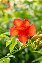 Campsis x tagliabuana 'Madame Galen' - Große Kletter-Trompetenblume 'Mme Galen' Campsis x tagliabuana 'Madame Galen' - Große Kletter-Trompetenblume 'Mme Galen'