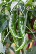 Capsicum annuum var. acuminatum 'Impala F1' - Cayenne-Paprika 'Impala F1'