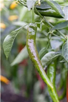 Capsicum annuum var. acuminatum 'Impala F1' - Cayenne-Paprika 'Impala F1'