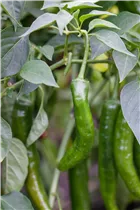 Capsicum annuum var. acuminatum 'Impala F1' - Cayenne-Paprika 'Impala F1'