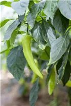 Capsicum annuum var. longum - Peperoni Capsicum annuum var. longum - Peperoni