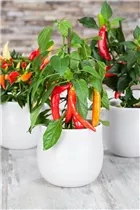 Capsicum annuum var. longum - Peperoni Capsicum annuum var. longum - Peperoni