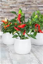 Capsicum annuum var. longum - Peperoni Capsicum annuum var. longum - Peperoni