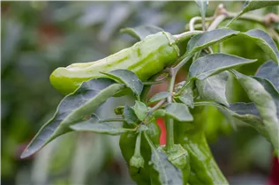 Capsicum annuum var. longum - Peperoni Capsicum annuum var. longum - Peperoni