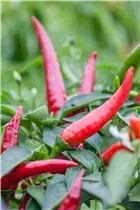 Capsicum annuum var. longum 'Halblanger Vulkan' - Peperoni 'Halblanger Vulkan'