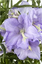 Campanula persicifolia, blau - Campanula persicifolia, blau