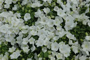 Campanula persicifolia, weiß - Campanula persicifolia, weiß