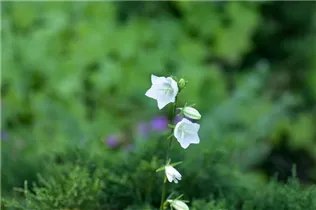 Campanula persicifolia, weiß - Campanula persicifolia, weiß