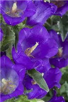 Campanula medium 'Appeal Deep Blue' - Marien-Glockenblume 'Appeal Deep Blue' Campanula medium 'Appeal Deep Blue' - Marien-Glockenblume 'Appeal Deep Blue'