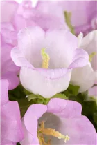 Campanula 'Poem' - Campanula 'Poem'