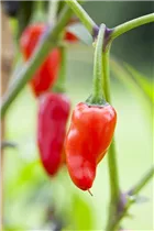Capsicum annuum var. minimum - Mini-Chili Capsicum annuum var. minimum - Mini-Chili