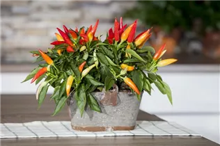 Capsicum annuum var. minimum - Mini-Chili Capsicum annuum var. minimum - Mini-Chili