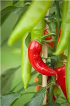 Capsicum annuum var. minimum - Mini-Chili Capsicum annuum var. minimum - Mini-Chili